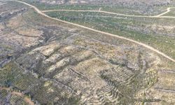 Sarıçam'da 1.2 Milyon Fidan Toprakla Buluştu