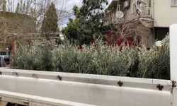 Sarıgöl'de Trilye Zeytin Fidanlarına Büyük İlgi