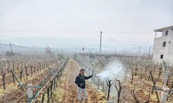 Sarıgöl'de Üzümler İçin Ölü Kol Hastalığıyla Savaş Başlatıldı