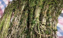 Sarıgöl'de Yabani Otlar Ekonomiye Katkı Sağlıyor