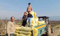 Sarıgöl'deki Üzüm Bağlarında Gübreleme Faaliyetleri Başladı