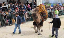 Saruhanlı'da Deve Güreşleri Festivali'ne Binlerce Ziyaretçi Katıldı