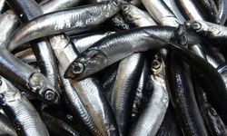 Savaş Durumundaki Ülke İhracatta Zirveye Yerleşti