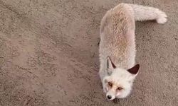 Siirt'te aç kalan bir tilki, işçilere doğru yaklaştı