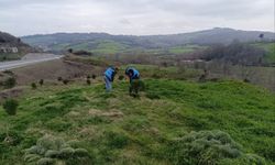 Sinop'ta Yükümlüler Geleceğe Fidan Dikti