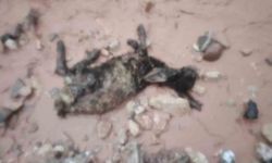 Şırnak'ta Sel Felaketi: Hayvanlar Zarar Gördü, Çadırlar Su İçinde Kaldı