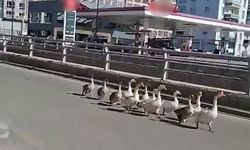 Sivas'ta Kazların Trafikteki Yürüyüşü İlginç Anlar Yarattı