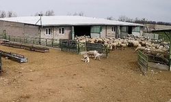 Sokak köpeği çiftliğe girip koyunları kovaladı, çiftlikteki çoban köpeği durumu izledi