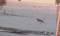 Sürüden ayrılarak mahsur kalan kurt, cep telefonu ile görüntülendi