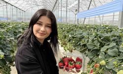 Tarsus'ta Topraksız Tarım ile İlk Çilek Hasadı Gerçekleştirildi