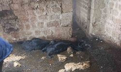 Tarsus'taki ahıra yıldırım isabet etti: 5 küçükbaş hayvan hayatını kaybetti