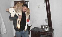 Tatvan'da hasta buzağıya evde özel ilgi gösterildi
