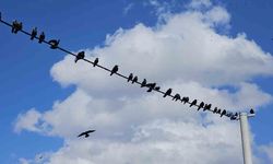 Tatvan'daki Kuşların Elektrik Tellerinde Oluşturduğu Görsel Şölen