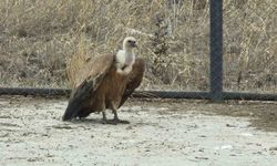 Tedavi Edilen Yaban Kuşları Doğaya Dönmeye Hazır