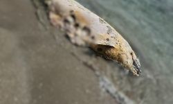 Tekirdağ'da sahilde ölü yunus tespit edildi