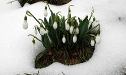 Toros kardeleninin üretim ve ihracatı kontrol altında sürdürülüyor