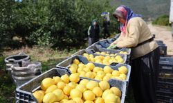 TÜİK Verilerine Göre Limon Fiyatlarında Yıllık Yüzde 410 Artış