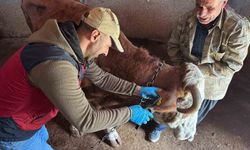 Tunceli'de Şap Aşılama Faaliyetleri Devam Ediyor