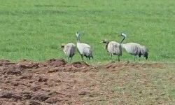 Tunceli'de Türkülerdeki Turnalar Görüntülendi