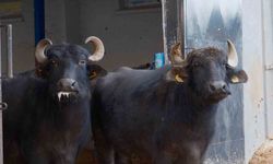 Türkiye'nin Murana Manda Irkı, Yüksek Süt Verimi ile Göz Dolduruyor
