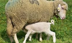 Üniversitenin Yavru Kuzuları Anne Koyunlarıyla Buluştu