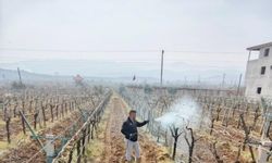 Üzüm Bağlarında Çiçek Dönemi İçin İlaçlama Takvimi Duyuruldu