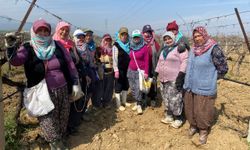 Yağışların ardından bağlar yeniden canlandı