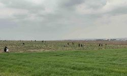 Yağmura Rağmen Ücretsiz Lahanaya Akın Oldu