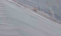 Yapay gölette mahsur kalan çakal, merdiven yardımıyla kurtarıldı