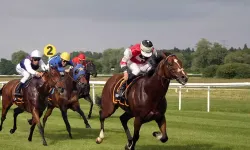 Aşevindeki Kavurmadan Mikroçip Çıktı: DNA Analizi Şampiyon Yarış Atı "Smart Latch"i İşaret Etti