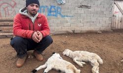 Yeni Doğan Kuzularda 'Septisemi' Tehlikesi