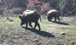 Yiyecek Peşindeki Yaban Hayvanları Fotokapanla Belgelendi