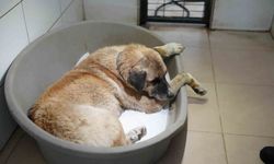 Yolda yatan köpeğe çarpan sürücü serbest bırakıldı