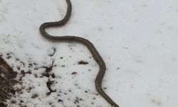 Yüksekova'da su hattı onarımı sırasında bir metrelik yılan bulundu