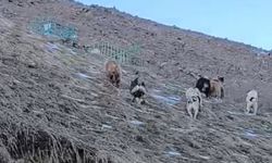 Yüksekova'da yerleşim alanına inen ayıları çoban köpekleri geri püskürttü