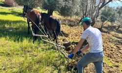 Zeytinlikte Traktör Yerine Atlarla Tarım Yapılıyor