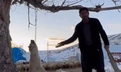 Zincirle ağaca asarak köpeği öldüren kişi yakalandı