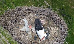 15 yıl boyunca köyde kalan leylek: Ciran, Erdem ailesinin dostu