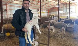 57 Yıldır Safkan Karacabey Merinosu Yetiştiriliyor, Birçok Sürüde İzleri Var