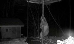 Aç kalan ayı kovanları hedef aldı, demire tırmanmak zorunda kaldı