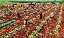 Adana'da turfanda patates hasadı başladı