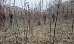 Adilcevaz Ceviz Fidanları Resmi Olarak Satışa Sunuldu