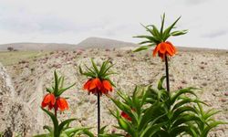 Afşin'de ters laleler açtı, koparan 700 bin TL ceza ile karşılaşacak