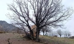 Ağaç, yuvarlanan kayayı durdurdu