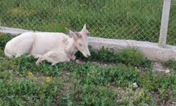Ağın'da beyaz alageyik evin bahçesine geldi