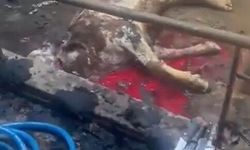 Ahırda yangın çıktı, 12 büyükbaş hayvan öldü