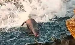 Akçakoca'da Su Samuru Görüntülendi, Vatandaşlar Heyecanlandı