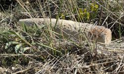 Ankara'da mantar arayan vatandaş top mermisi buldu