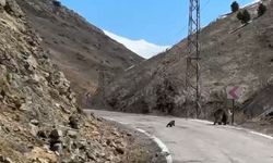 Anne ayı ve yavruları yolda görüntülendi, minik yavrunun tırmanma çabası ilgi çekti