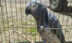 Antalya'da belgesiz Jako papağanı bulunduran işletmeye 15 bin TL ceza